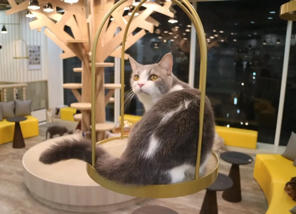 Ambiente Animal Cafe